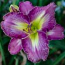 Alien Dreamer Daylily